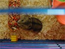 Hamster Photo Nr. 100