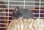 Hamster Photo Nr. 101