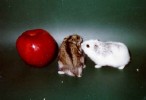 Hamster Photo Nr. 103