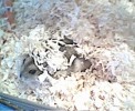 Hamster Photo Nr. 106