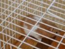 Hamster Photo Nr. 109