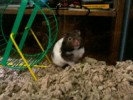 Hamster Photo Nr. 110