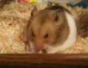 Hamster Photo Nr. 111
