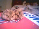 Hamster Photo Nr. 112