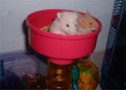 Hamster Photo Nr. 117