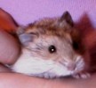 Hamster Photo Nr. 119