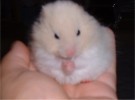 Hamster Photo Nr. 125