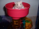 Hamster Photo Nr. 126