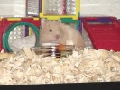 Hamster Photo Nr. 127