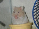 Hamster Photo Nr. 129