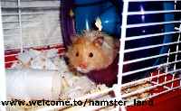 Hamster Photo Nr. 12