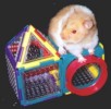 Hamster Photo Nr. 130