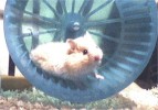 Hamster Photo Nr. 132