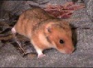 Hamster Photo Nr. 137