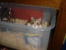 Hamster Photo Nr. 140