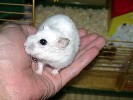 Hamster Photo Nr. 141