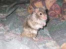 Hamster Photo Nr. 143