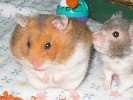 Hamster Photo Nr. 145