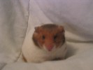 Hamster Photo Nr. 146