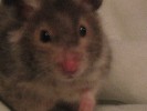 Hamster Photo Nr. 147