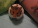 Hamster Photo Nr. 148