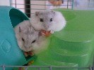 Hamster Photo Nr. 149