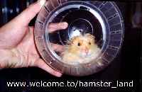 Hamster Photo Nr. 14