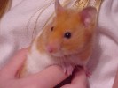 Hamster Photo Nr. 154