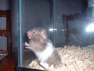 Hamster Photo Nr. 158