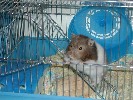 Hamster Photo Nr. 159