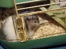 Hamster Photo Nr. 160