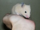 Hamster Photo Nr. 162
