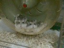 Hamster Photo Nr. 165