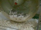 Hamster Photo Nr. 165