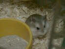 Hamster Photo Nr. 166