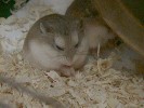 Hamster Photo Nr. 168