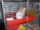 Hamster Photo Nr. 170