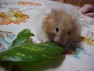 Hamster Photo Nr. 173