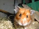 Hamster Photo Nr. 174