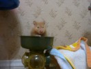 Hamster Photo Nr. 175