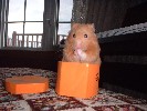 Hamster Photo Nr. 176