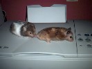 Hamster Photo Nr. 180