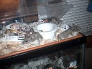 Hamster Photo Nr. 181