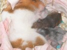 Hamster Photo Nr. 182