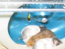 Hamster Photo Nr. 183