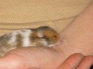 Hamster Photo Nr. 184