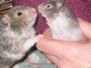 Hamster Photo Nr. 186