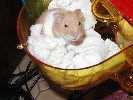 Hamster Photo Nr. 188