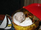 Hamster Photo Nr. 190