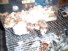 Hamster Photo Nr. 191